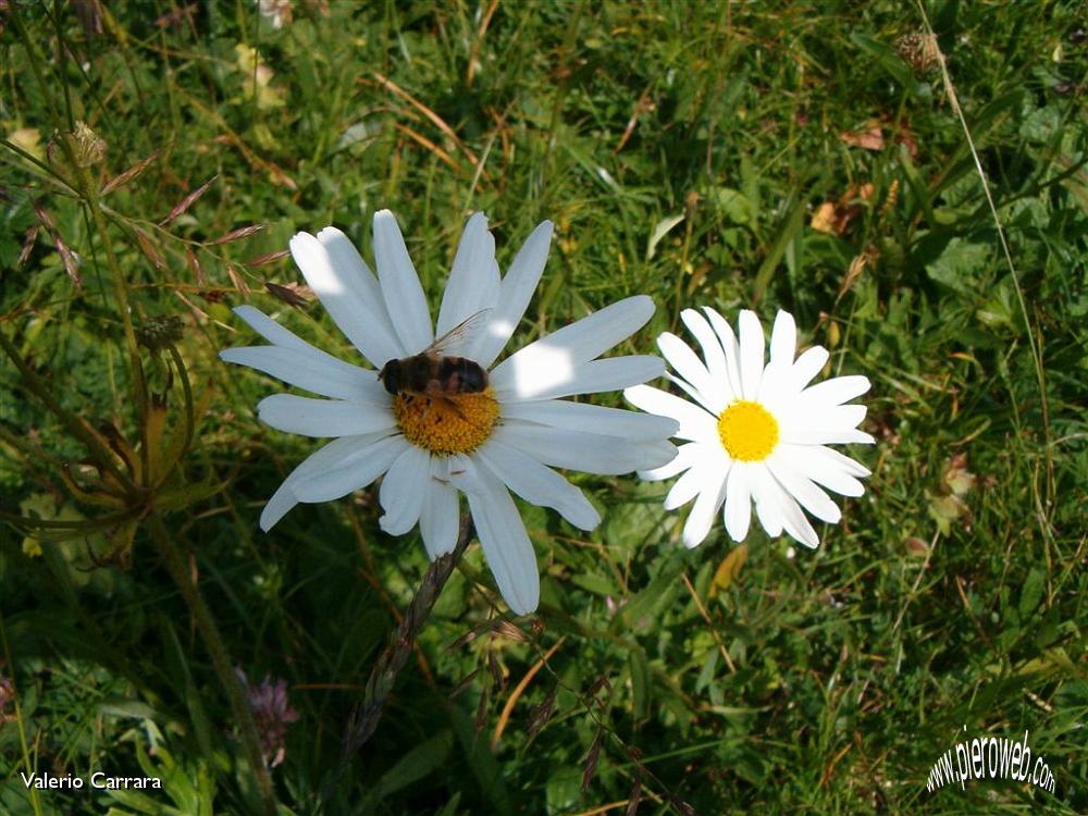 Tanti altri fiori sempre nella conca dei Campelli (8).jpg